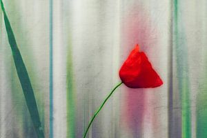 Rote Klatschmohnblüte vor abstraktem Hintergrund