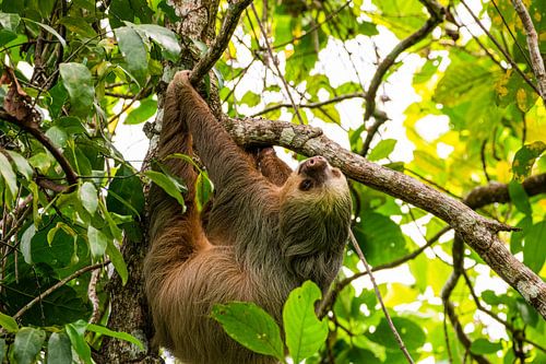 Sloth