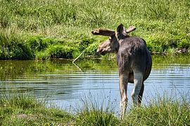 Moose in the nature of Sweden by Martin Köbsch
