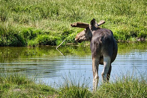 Moose in the nature of Sweden