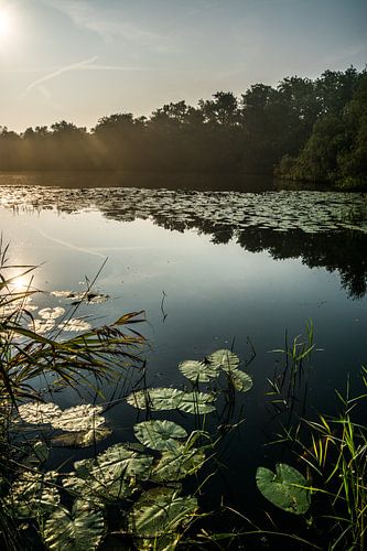 Zonsopkomst Naardermeer