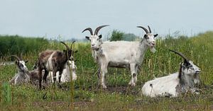 Ziege, Landziege. Ziege mit den zwei Köpfen