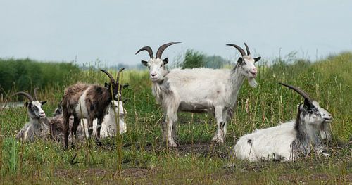 Goat, Country goat. Goat with the two heads