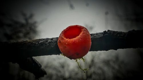 Scarlet elf cups