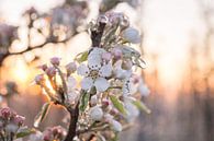 Frozen blossom van Max ter Burg Fotografie thumbnail