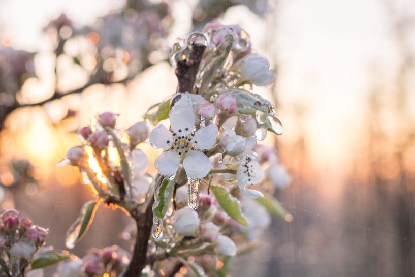 Frozen blossom van Max ter Burg Fotografie