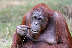 Orang-oetan