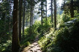 Waldweg mit Sonnenstrahlen von foto's van gijs