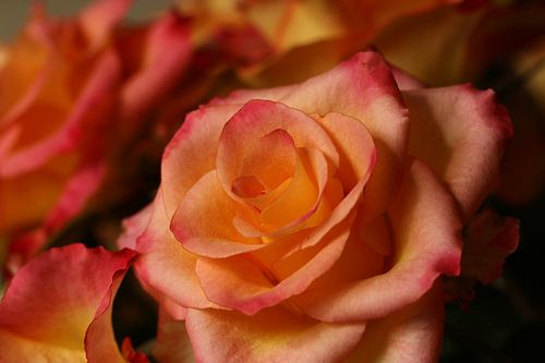 A rose in the morning light