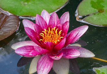 Rosa Seerose blüht im Teich