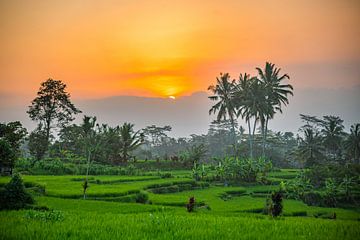 Uitzicht over de rijstvelden van Ubud op Bali Indonesie van Michiel Ton