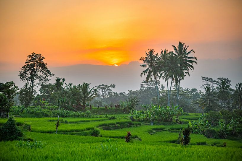 View over the rice fields of Ubud on Bali Indonesia par Michiel Ton