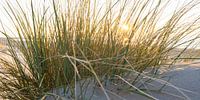 marram grass