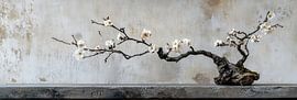 Natur im Gleichgewicht: Eleganter Blütenzweig auf Betonpanorama