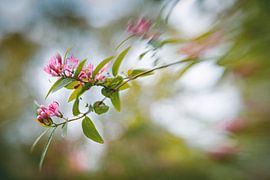 Quiet Dance by Hiske Boon