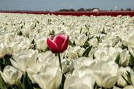 Bollenveld, witte tulpen met 1 rood van Gert Hilbink thumbnail