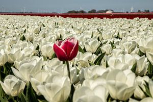 Feld mit weißen Tulpen