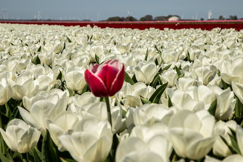 Bollenveld, witte tulpen met 1 rood van Gert Hilbink