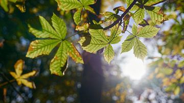 Feuilles d'un marronnier d'Inde au coucher du soleil sur Heiko Kueverling