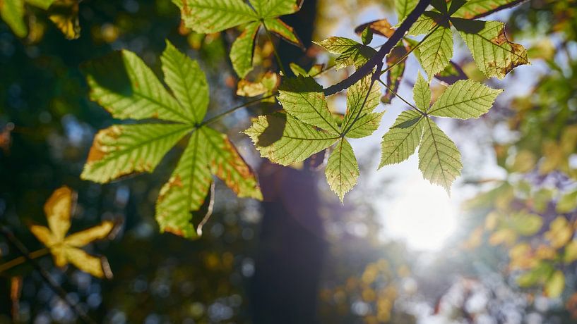 Feuilles d'un marronnier d'Inde au coucher du soleil par Heiko Kueverling