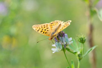 parelmoer vlinder in de zon van rik janse