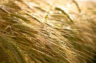 Cereals by Thomas Heitz thumbnail