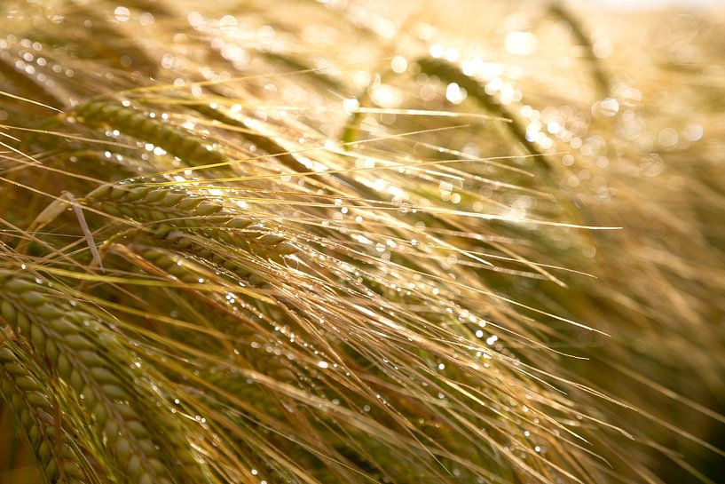 Cereals by Thomas Heitz