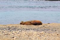 Galapagos zeeleeuw