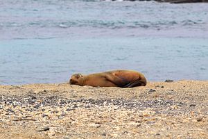 Galapagos zeeleeuw