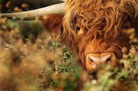 Schotse Hooglander