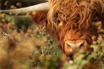 Highlander écossais