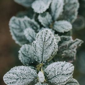 ceanothus ( Amerikaanse Sering ) met een dun laagje ijs in de winter van Tamara Mollers Fotografie Mollers