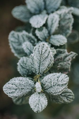 ceanothus ( Amerikaanse Sering ) met een dun laagje ijs in de winter