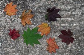 Gekleurde herfstbladeren op steenachtige ondergrond van Adri Vollenhouw