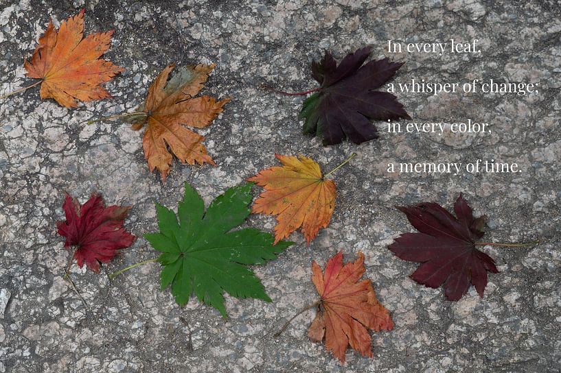 Buntes Herbstblätter auf steinigem Boden von Adri Vollenhouw