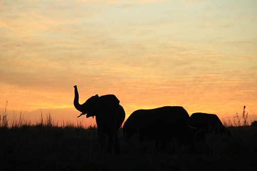 Elefant bei Sonnenuntergang