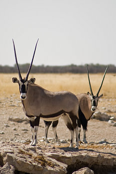 Oryx View