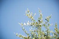 Olijfbladeren aan een boom met een blauwe lucht als achtergrond van Esther esbes - kleurrijke reisfotografie thumbnail