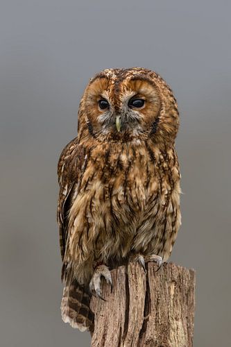 Photographie de la nature
