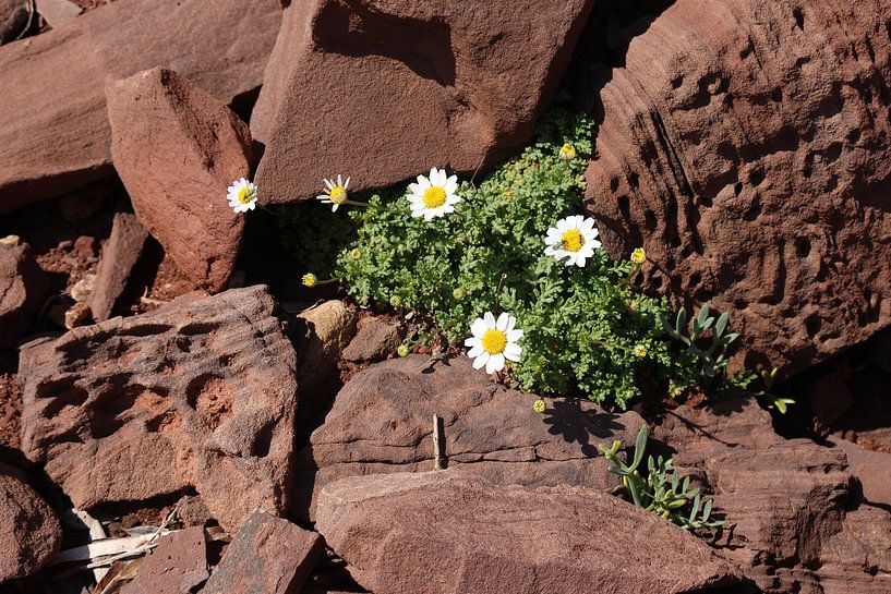 Tricolour by Daniëlle Eibrink Jansen