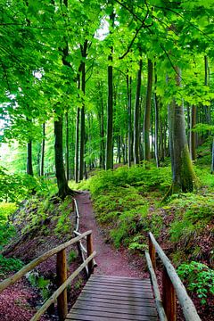 In the May forest by Ostsee Bilder