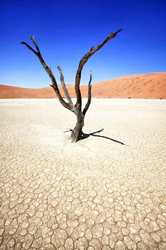 Deadvlei in Sossusvlei, Namibia van Fotografie Egmond