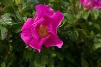 Bloem rode roos