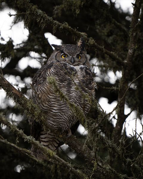 Majestic Owl by Hello Pompoyo