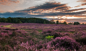 Heide bij zonsondergang