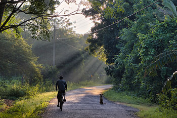 Un chien ignore un cycliste au Sri Lanka