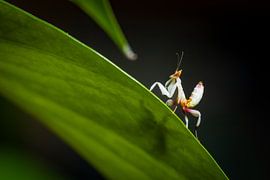 Photo of a young orchid mantis