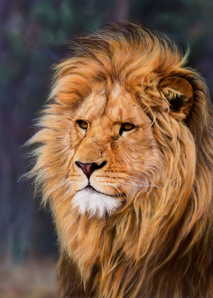 El León by Reinier Verduijn on canvas, poster, wallpaper and more