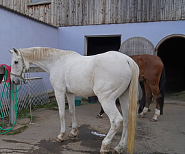 Preparation of the horse before the ride