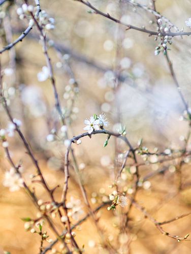 The blackthorn (Prunus spinosa)